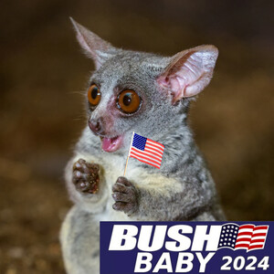 Lemur Limericks - Can Bush Babies Save The World?