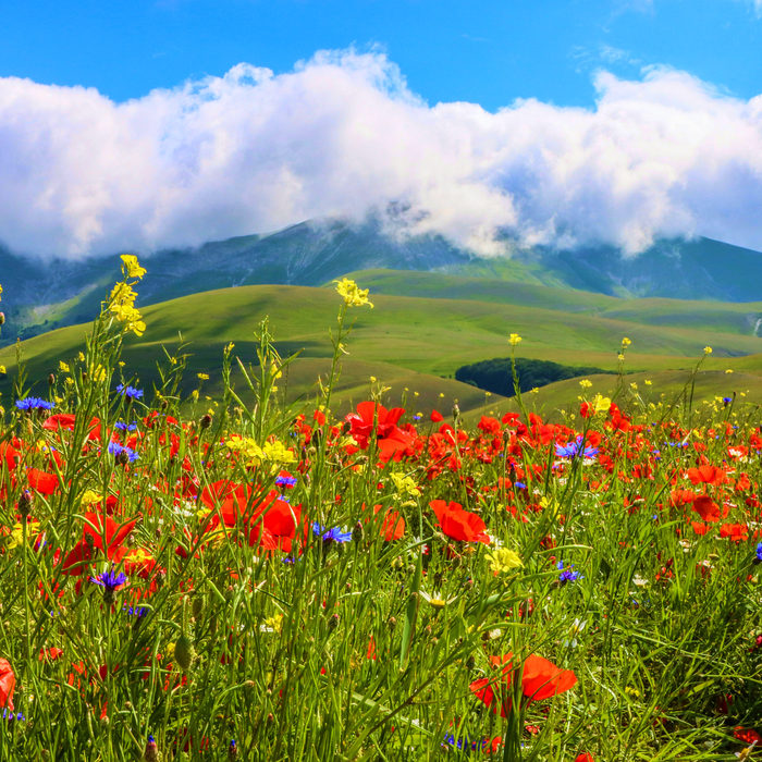 The Confessor's Shadow, Würzburg, 1634